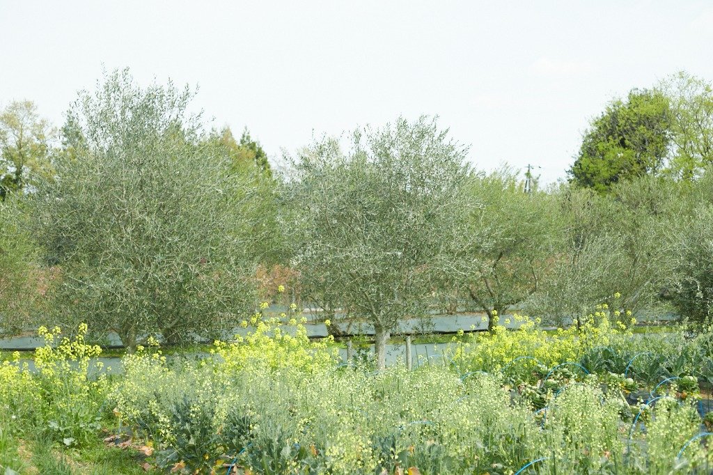 連理農園の風景