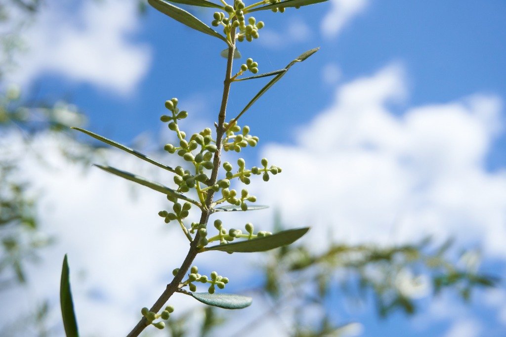 オリーブの芽吹き